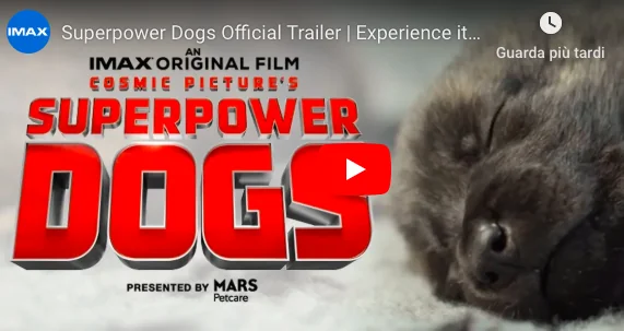 Reef, il cane eroe a Hollywood